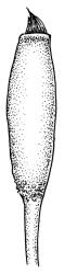 Campylopus clavatus, capsule detail, moist. Drawn from T.W.N. Beckett 1047, CHR 608250.
 Image: R.C. Wagstaff © Landcare Research 2018 
